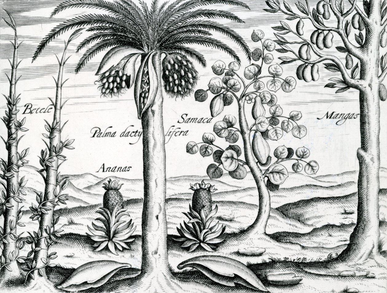 Paisaje, Ilustración de 