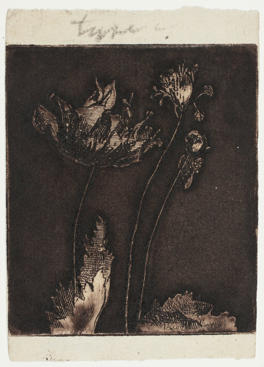 Últimas amapolas de Theodore Roussel