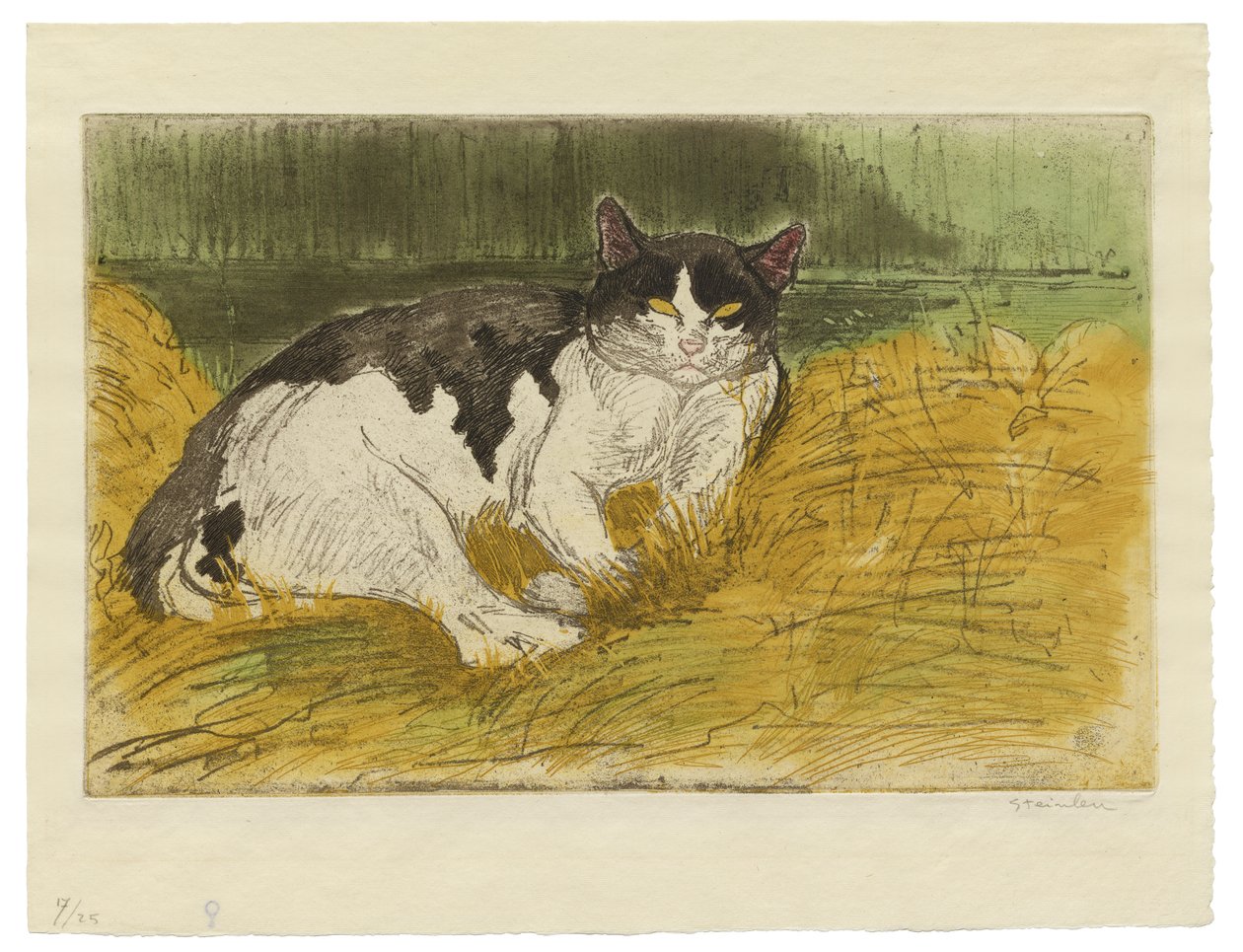 Viejo gato blanco y negro en la hierba de Théophile Alexandre Steinlen