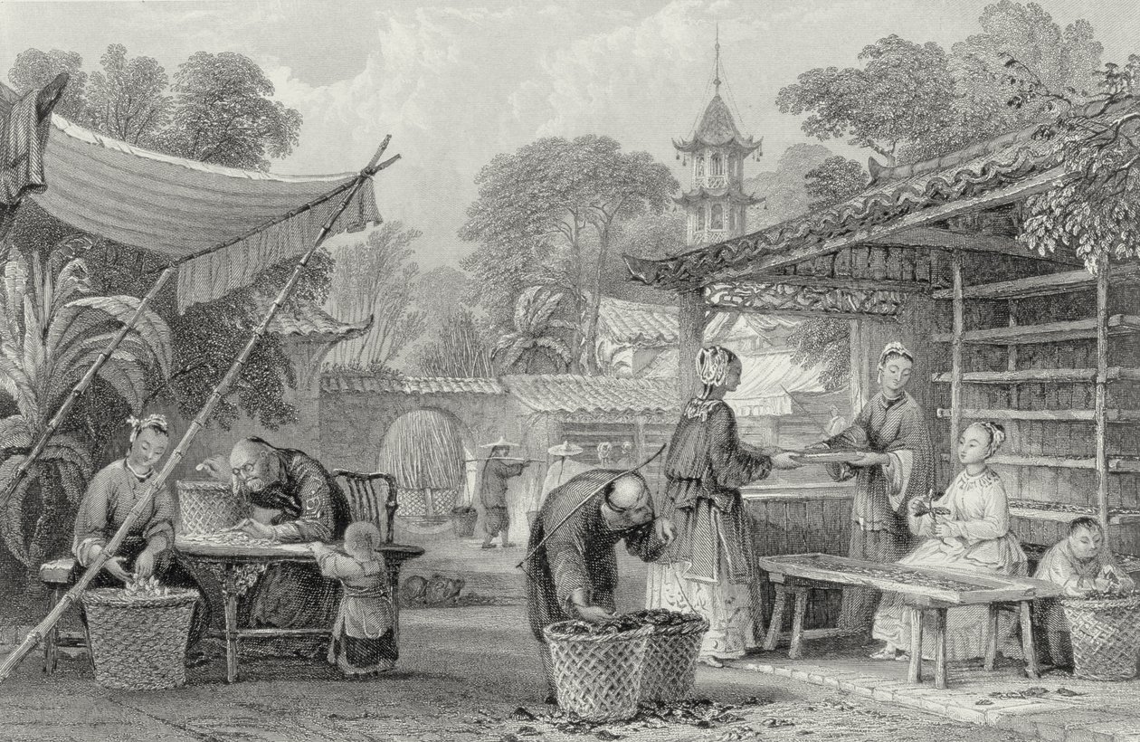 Alimentando gusanos de seda y clasificando capullos, grabado por A. Willmore de Thomas Allom