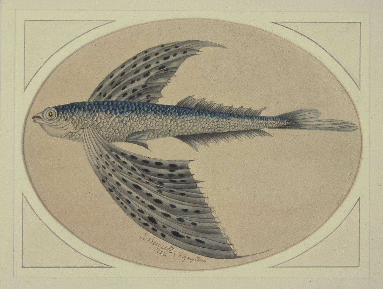 Un pez volador de Thomas Bewick