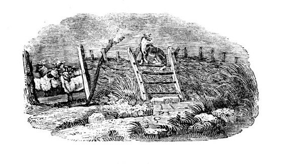Un perro pastor y redil de ovejas de Historia de las aves y cuadrúpedos británicos de Thomas Bewick
