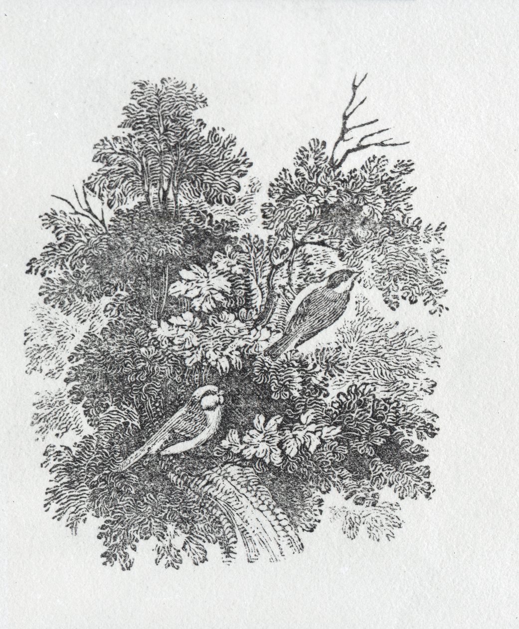 Reyezuelo de cola larga de Historia de las aves y cuadrúpedos británicos de Thomas Bewick