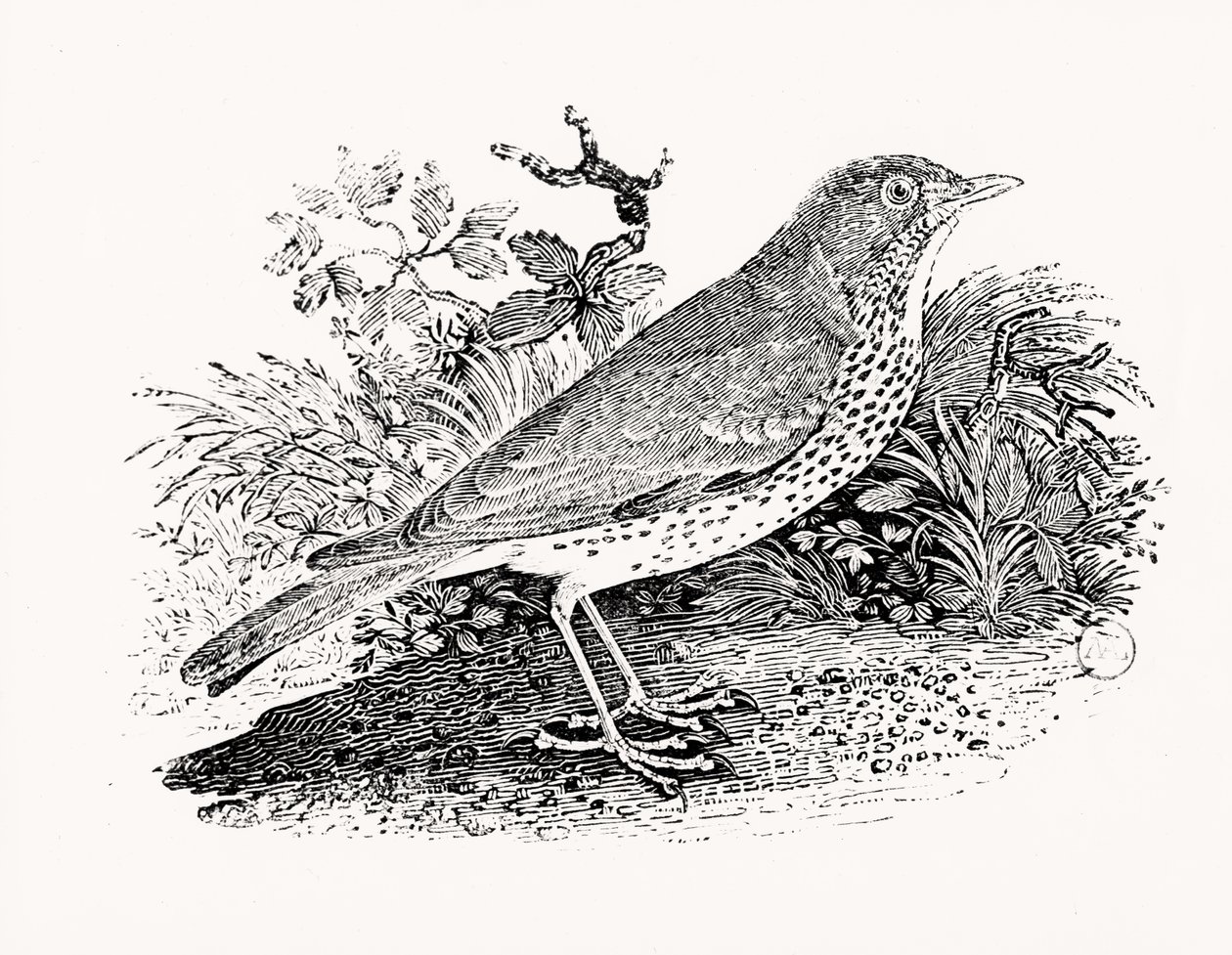El zorzal de Historia de las aves y cuadrúpedos británicos de Thomas Bewick