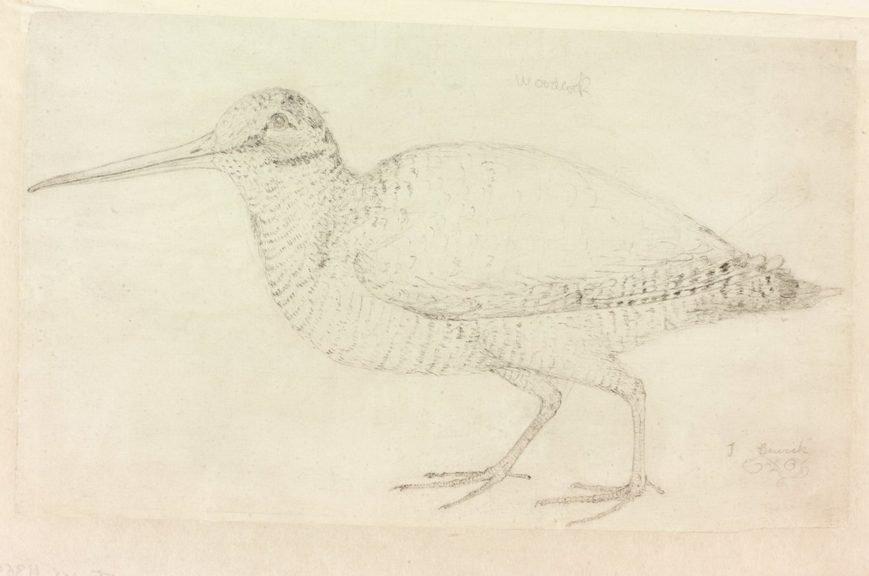 La Agachadiza de Thomas Bewick