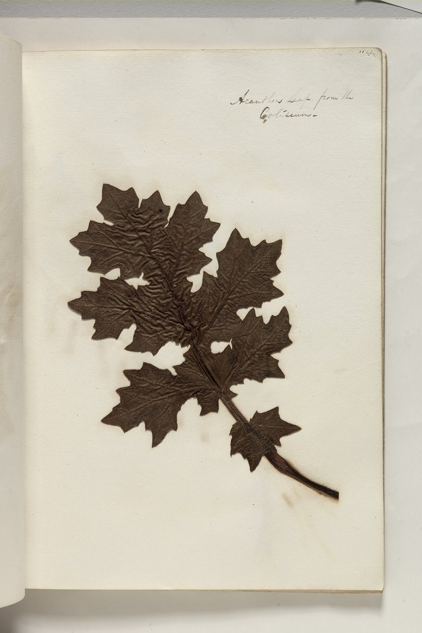 Hoja de acanto del Coliseo de Thomas Cole
