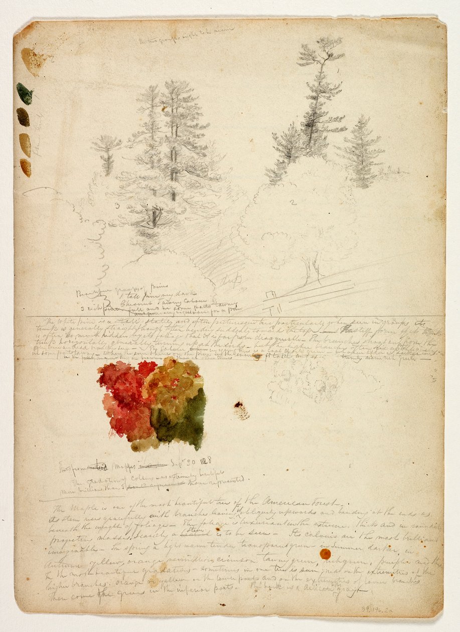 Hermosos Grupos de Pinos; Tintes de Arces, New Hampshire, 30 de septiembre de 1828 de Thomas Cole