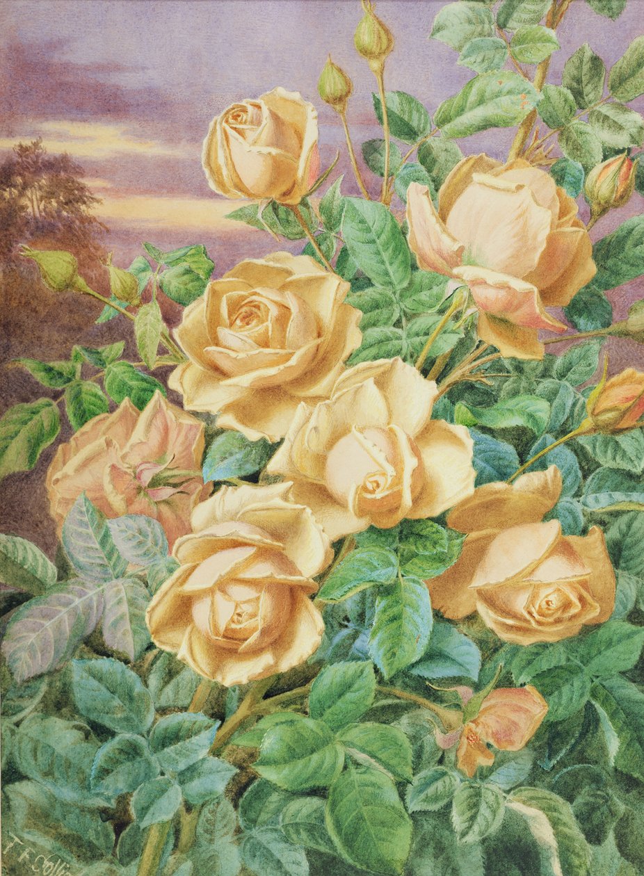 Rosas amarillas de Thomas Collier