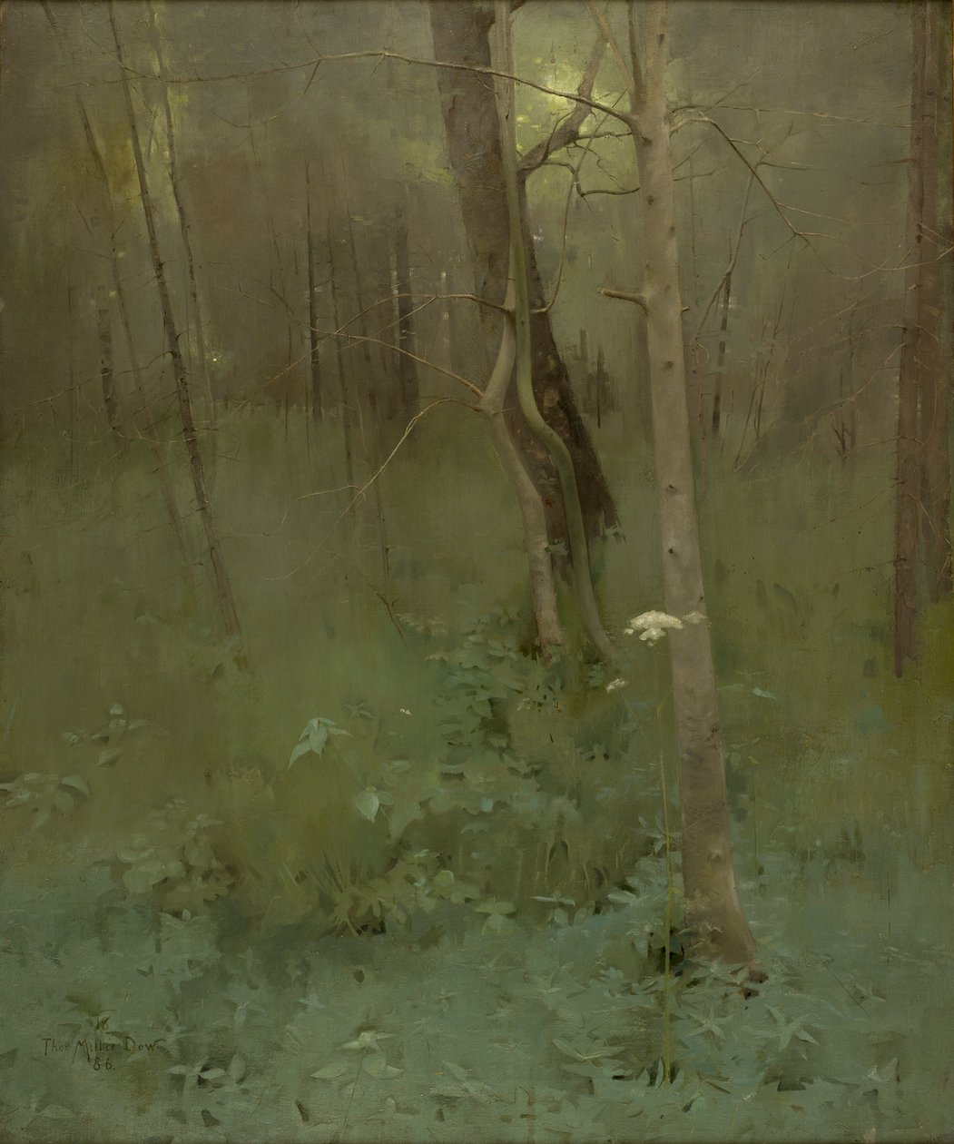 Árboles de Thomas Millie Dow