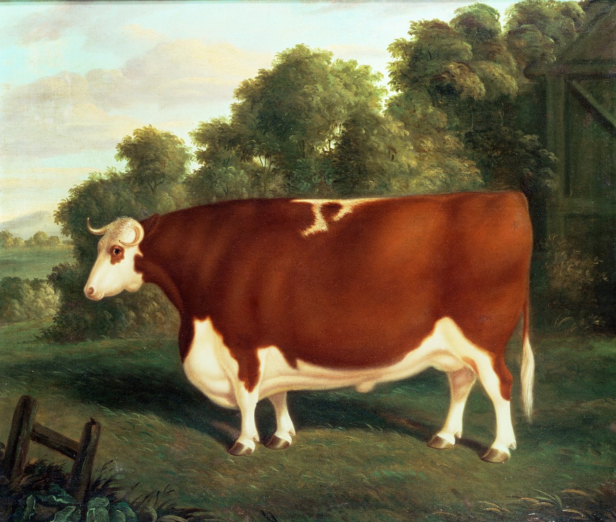 Buey, c.1850 de Thomas Roebuck