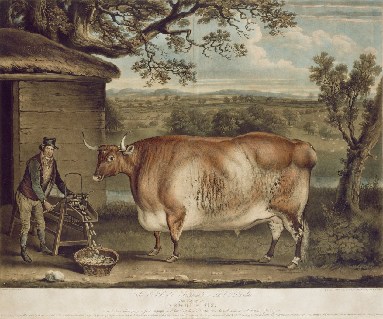 El Buey Newbus, grabado por W. Ward, 1812 de Thomas Weaver