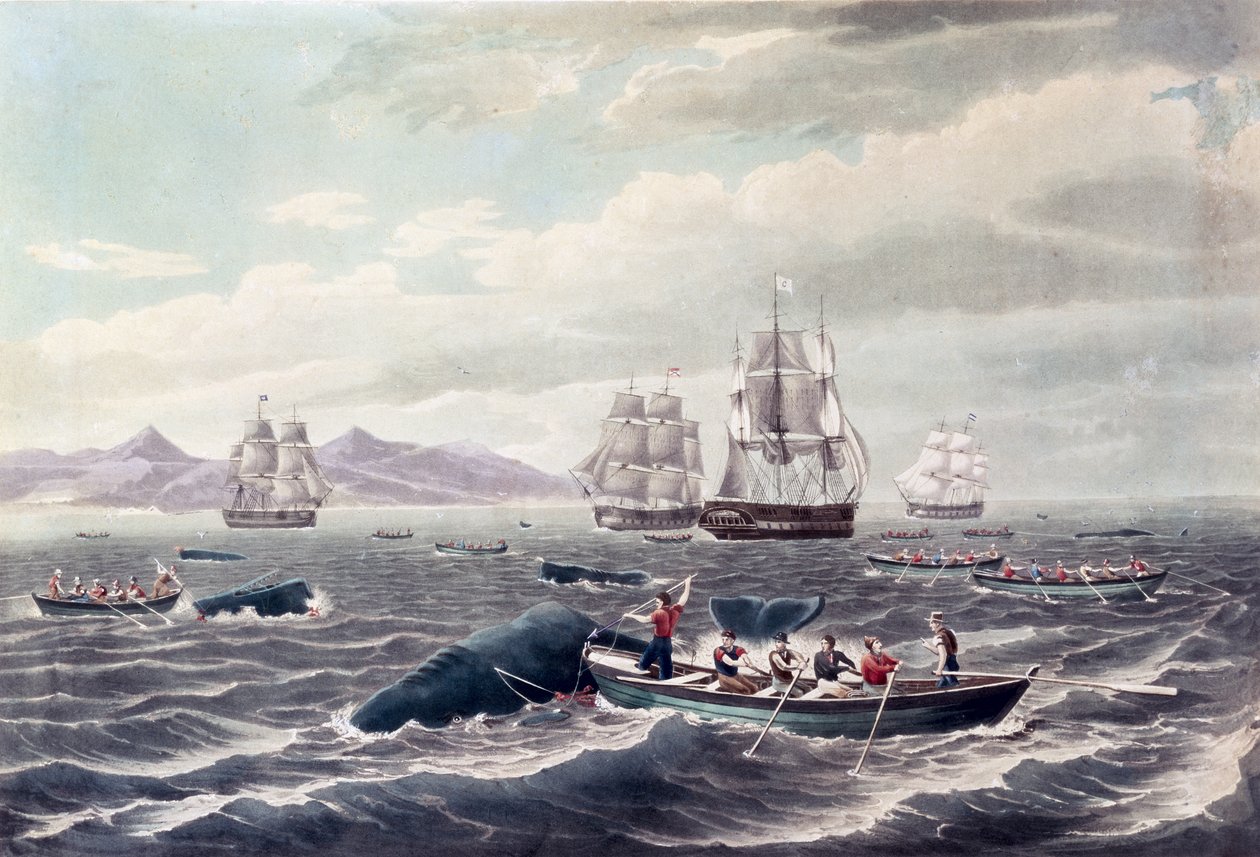 Un banco de cachalotes, grabado por J. Hill, publicado en 1838 (aguatinta en color) de Thomas (after) Birch