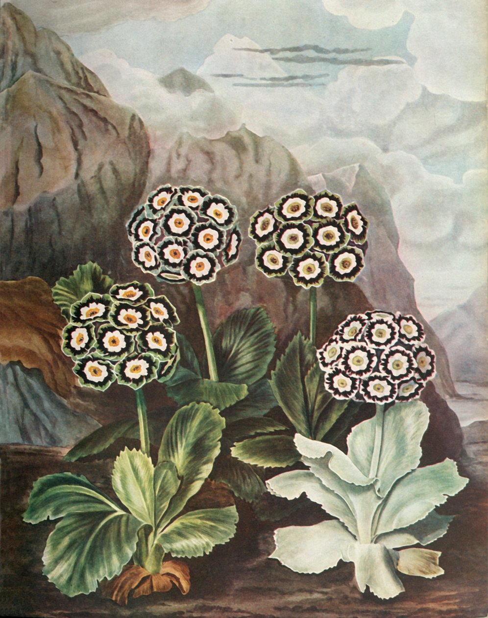 Aurículas, c1802-1821, 1948 de Thomas Baxter