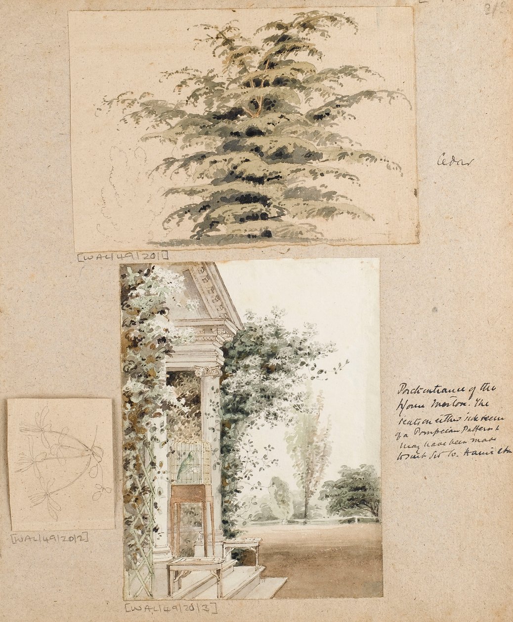 Estudio de un cedro de Thomas Baxter