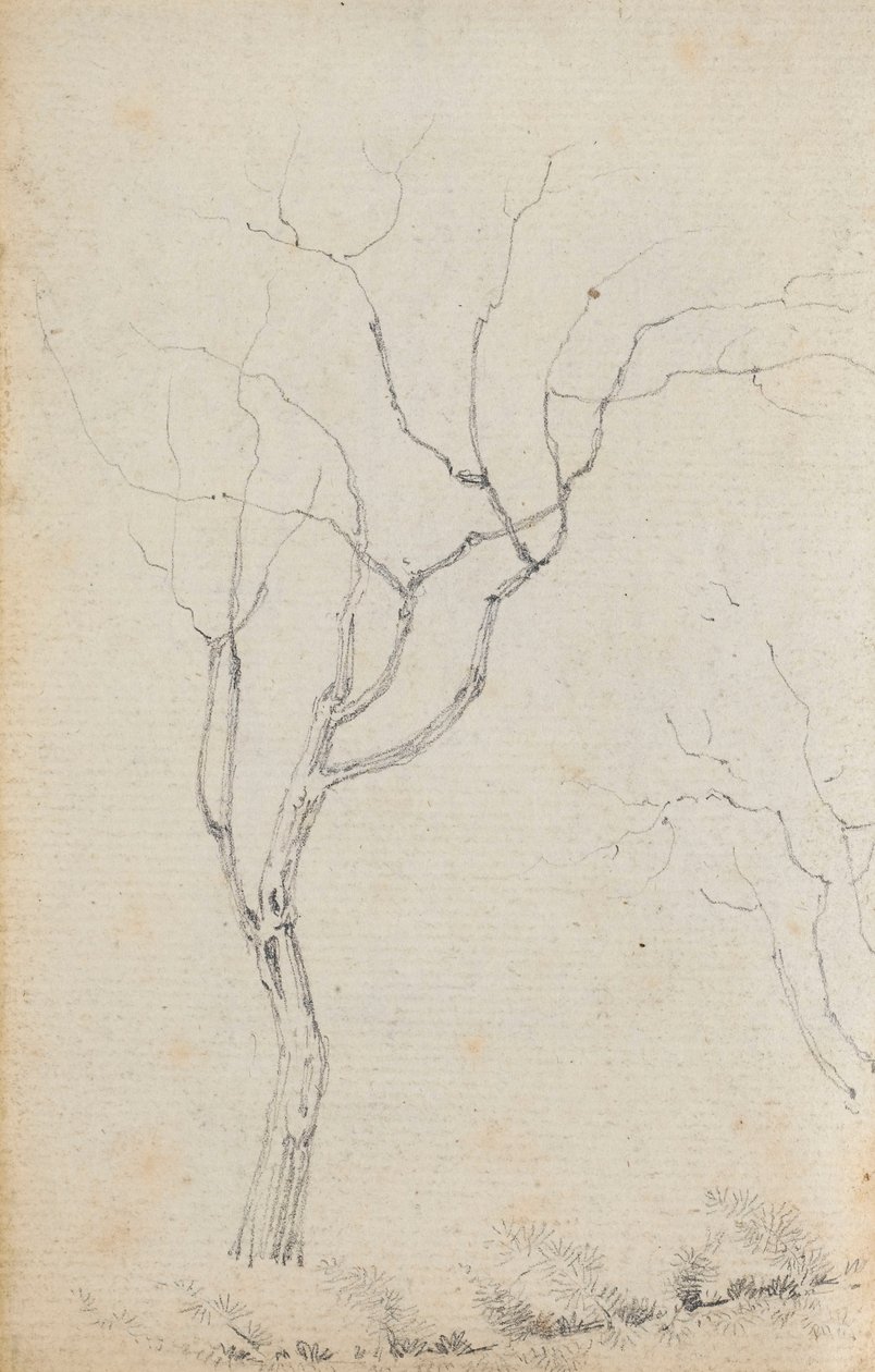 Estudio de árboles pequeños con arbustos bajos debajo (verso) de Thomas Baxter