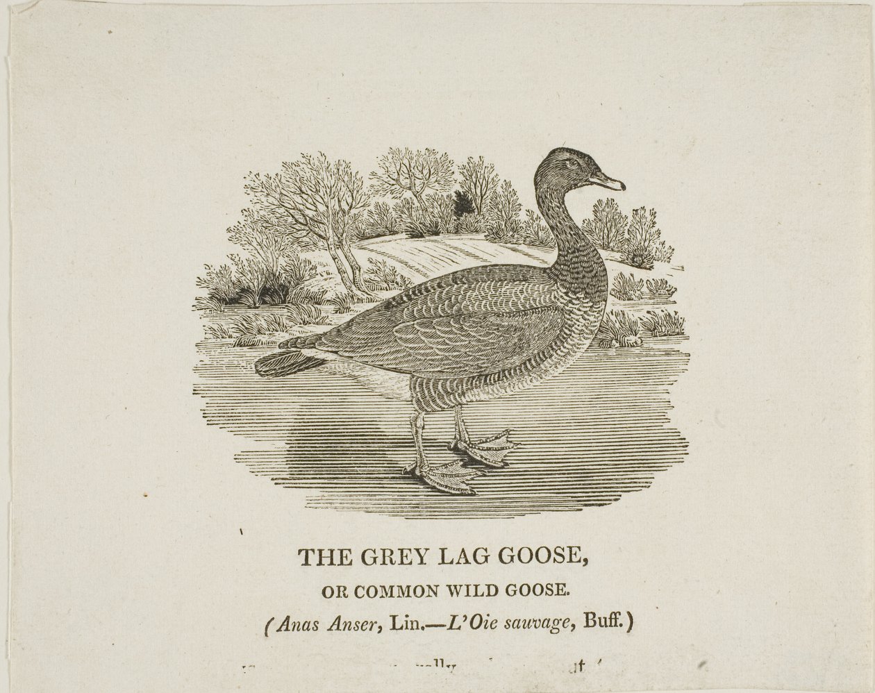 Ganso Lag Gris de Thomas Bewick