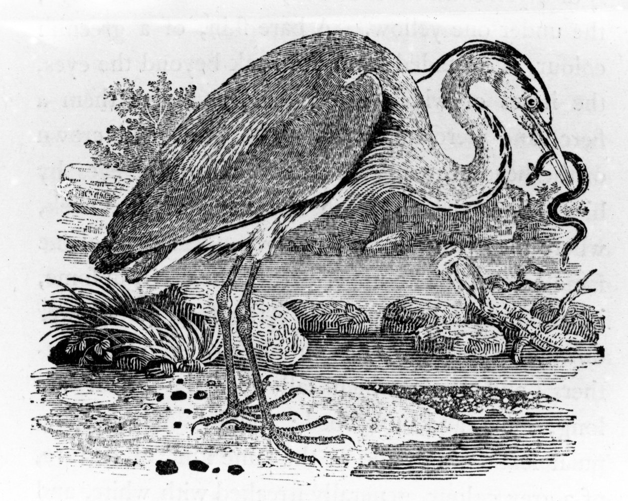 Garza, ilustración de 