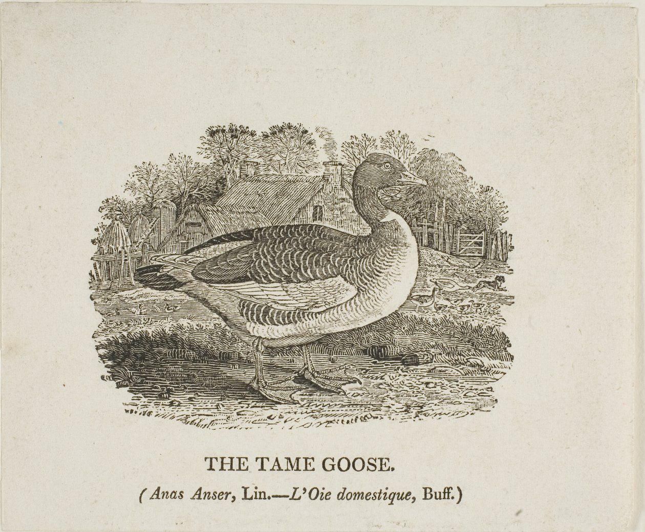 Ganso manso de Thomas Bewick