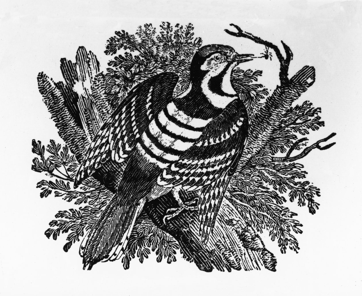 El pájaro carpintero barrado, ilustración de 