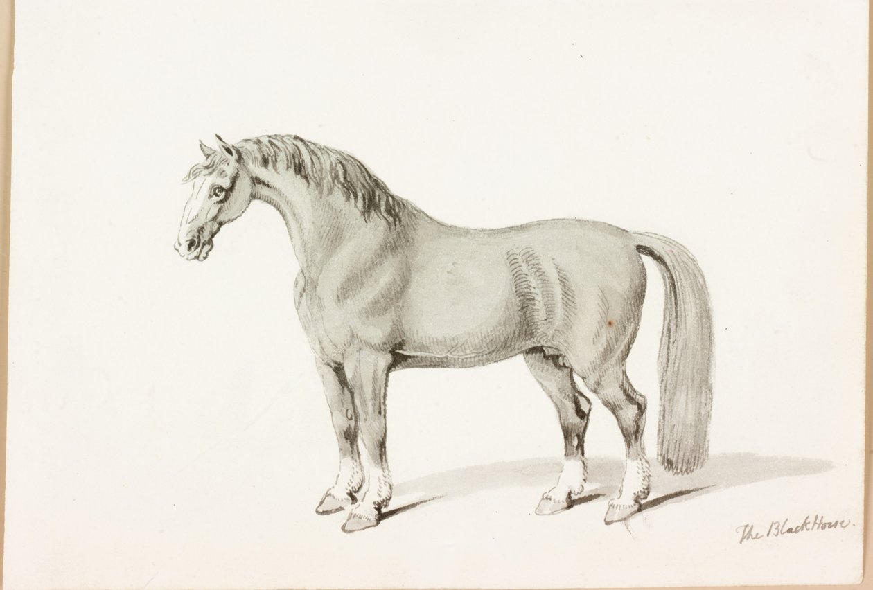 El Caballo Negro de Thomas Bewick