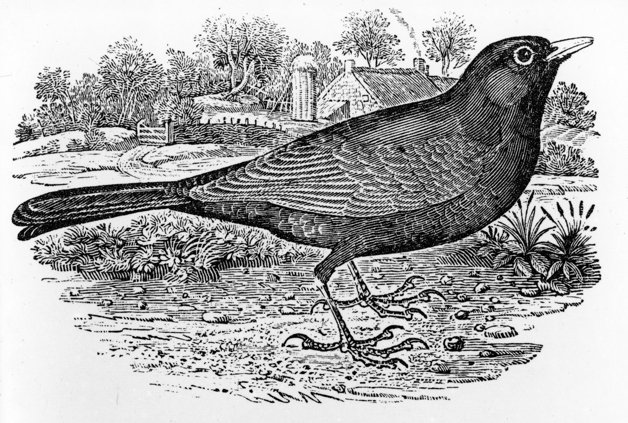 El mirlo, ilustración de 