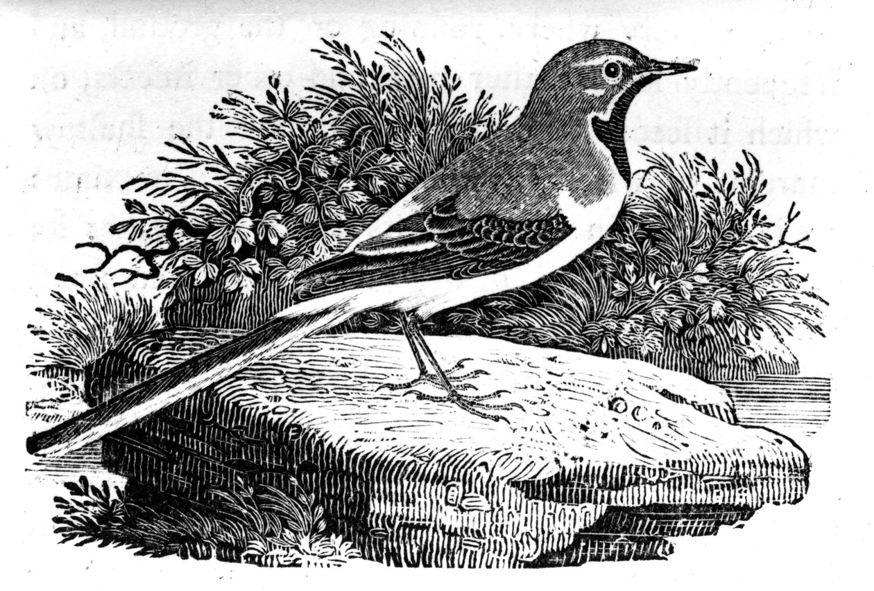 La lavandera gris, ilustración de 