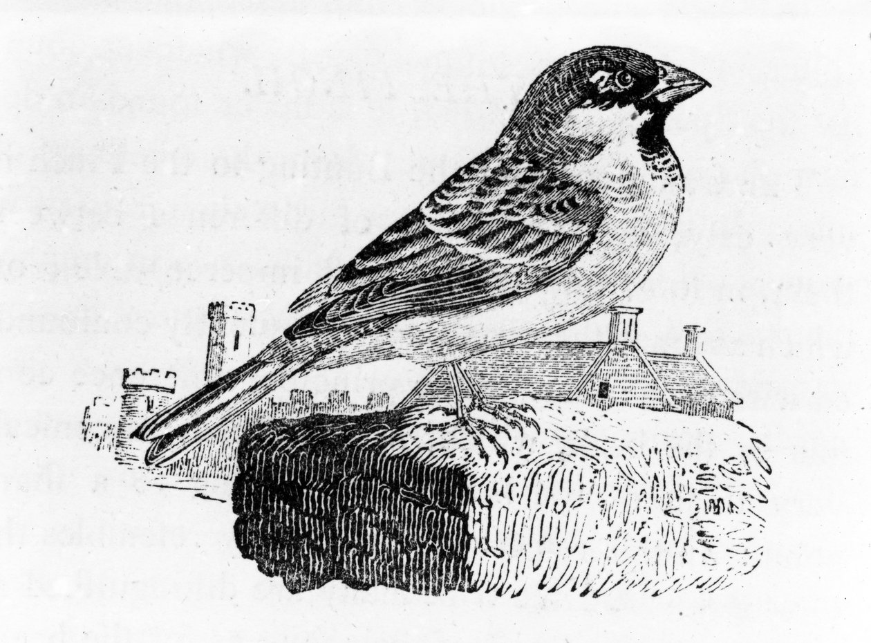 El gorrión común, ilustración de 