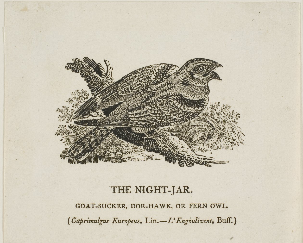 El tarro de noche de Thomas Bewick