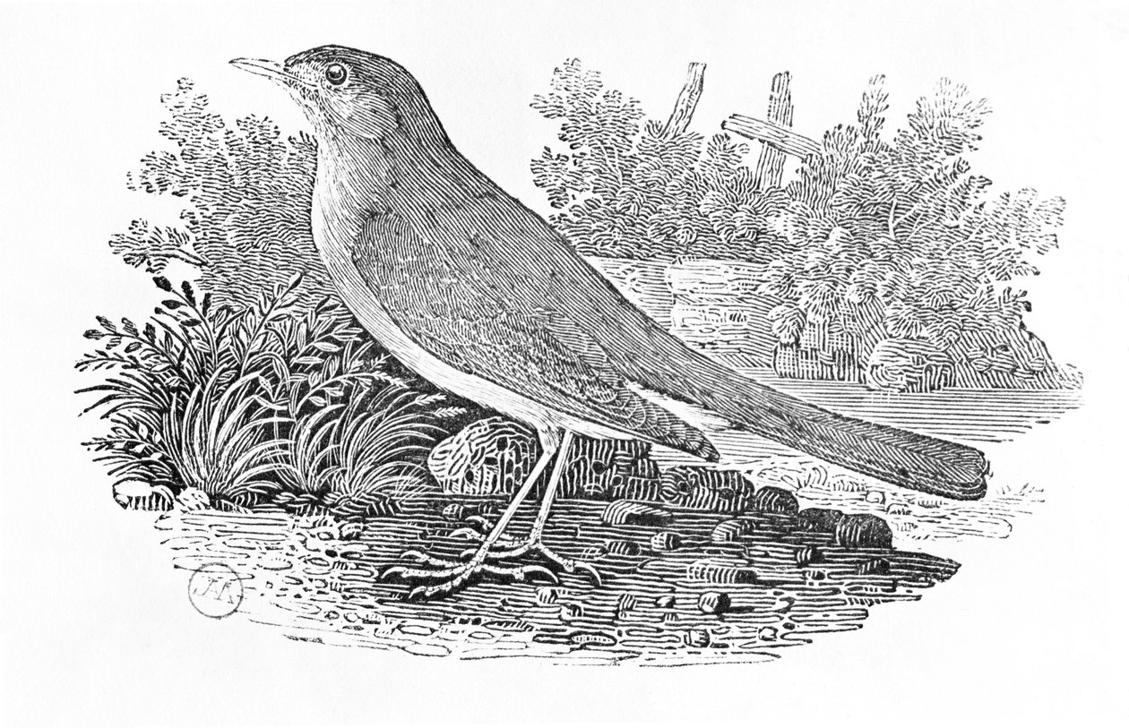 El ruiseñor (Luscinia megarhynchos) de la 