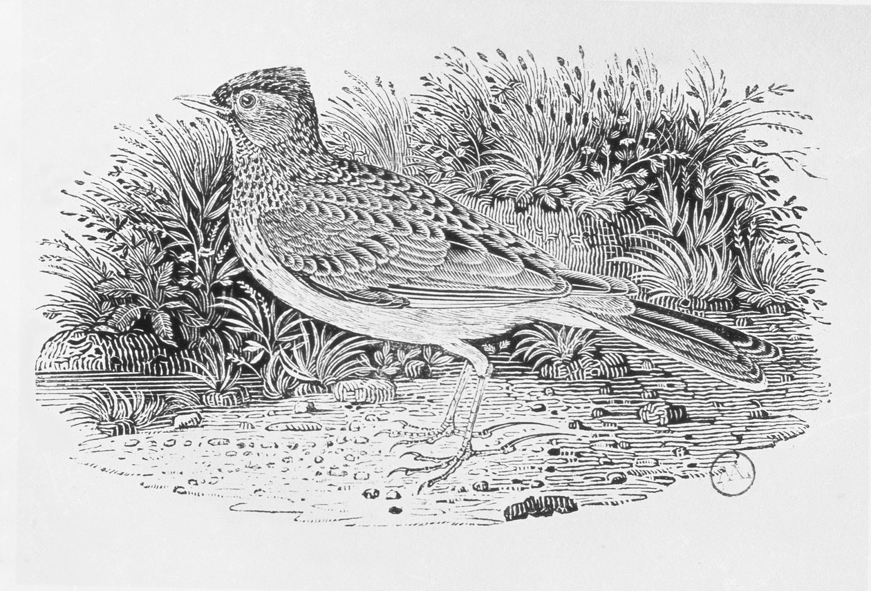 La alondra (Alauda arvensis) de 