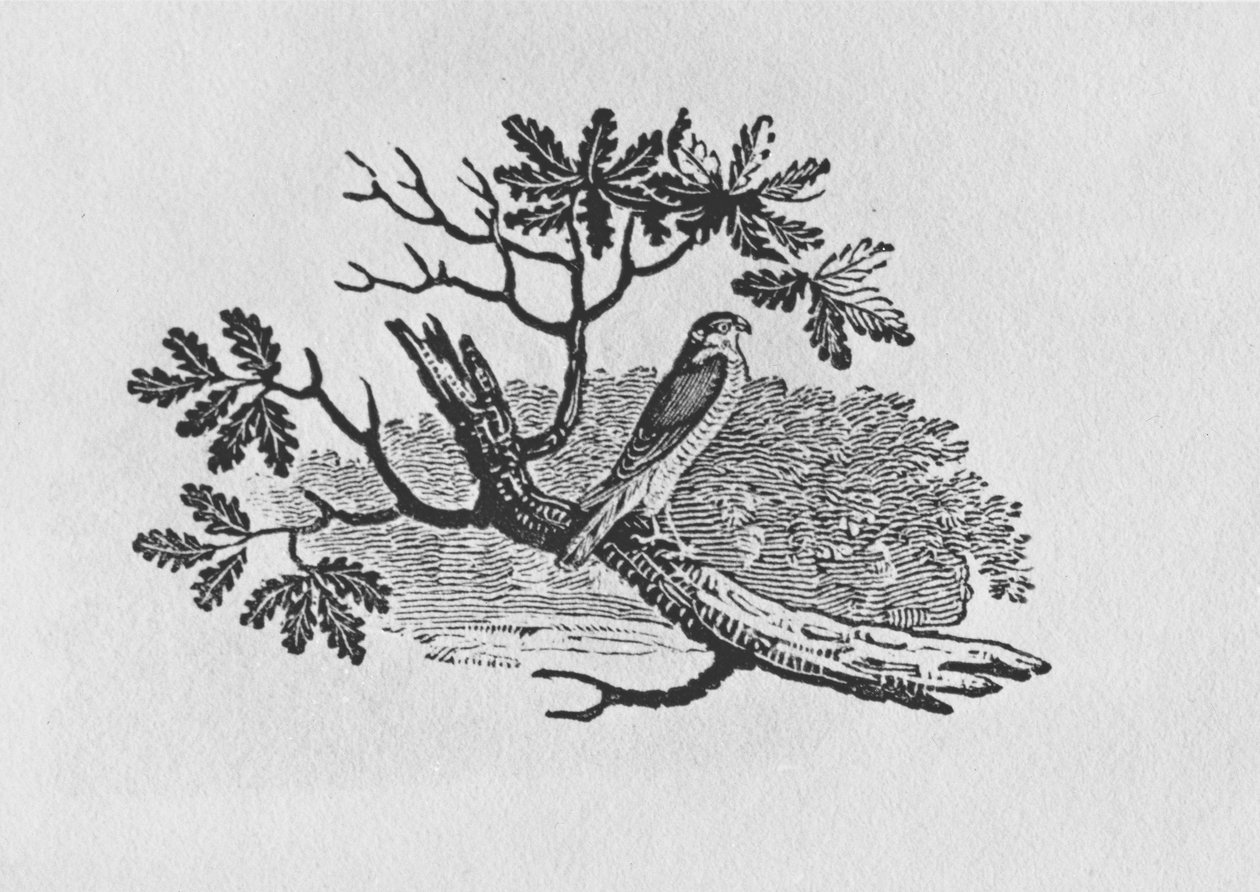 El gavilán (Accipiter nisus) de la 