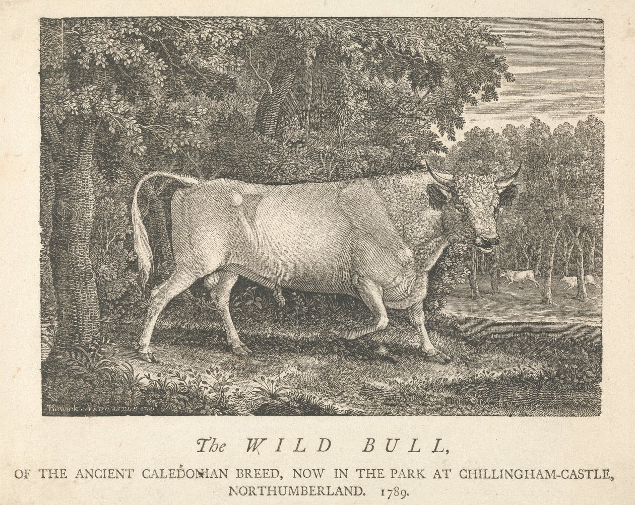 El Toro Salvaje, de la Antigua Raza Caledonia, Ahora en el Parque, en Chillingham-Castle, Northumberland. de Thomas Bewick