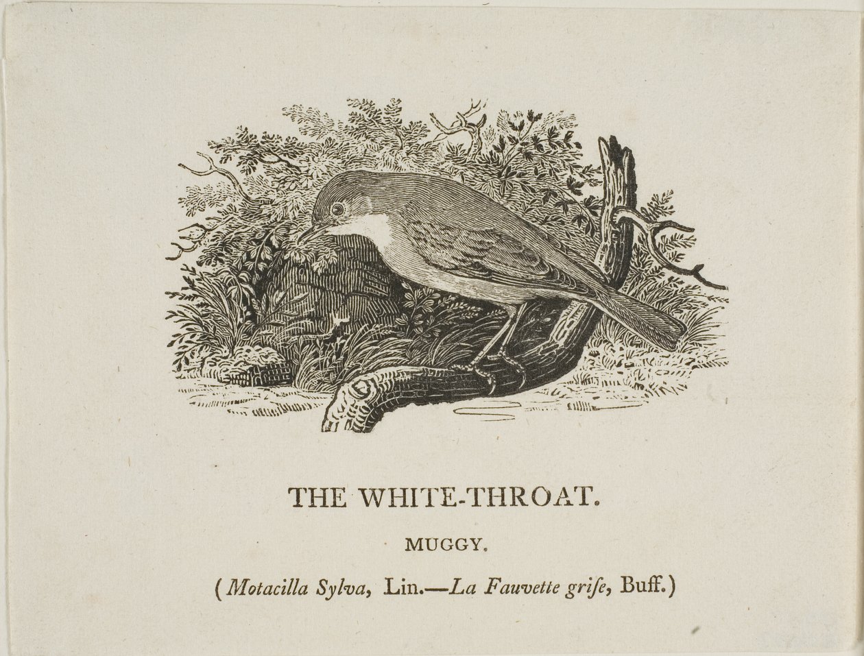 Garganta blanca (pájaro) de Thomas Bewick