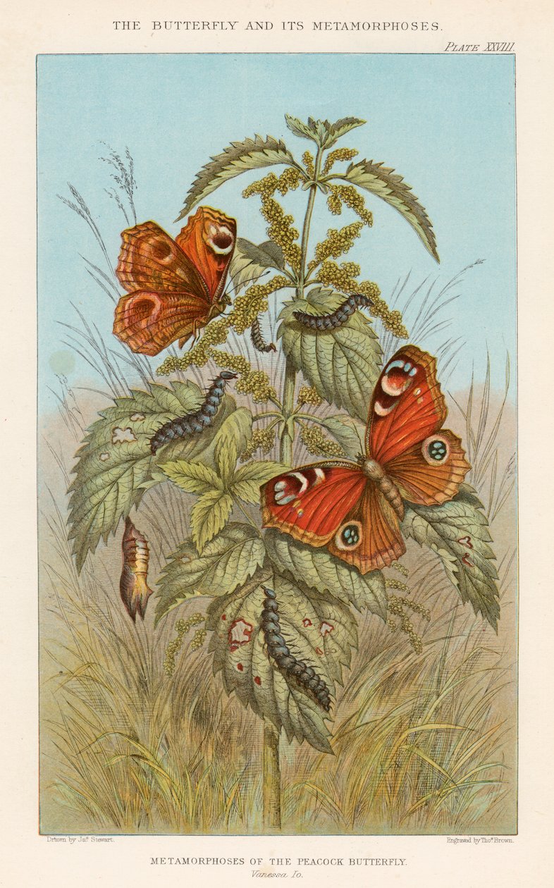 Metamorfosis de la mariposa pavo real de Thomas Brown