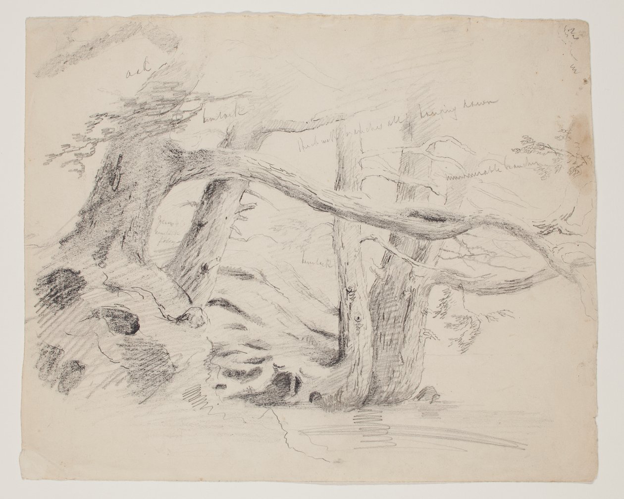 Robles y Hemlock Trees (lápiz sobre papel) de Thomas Cole