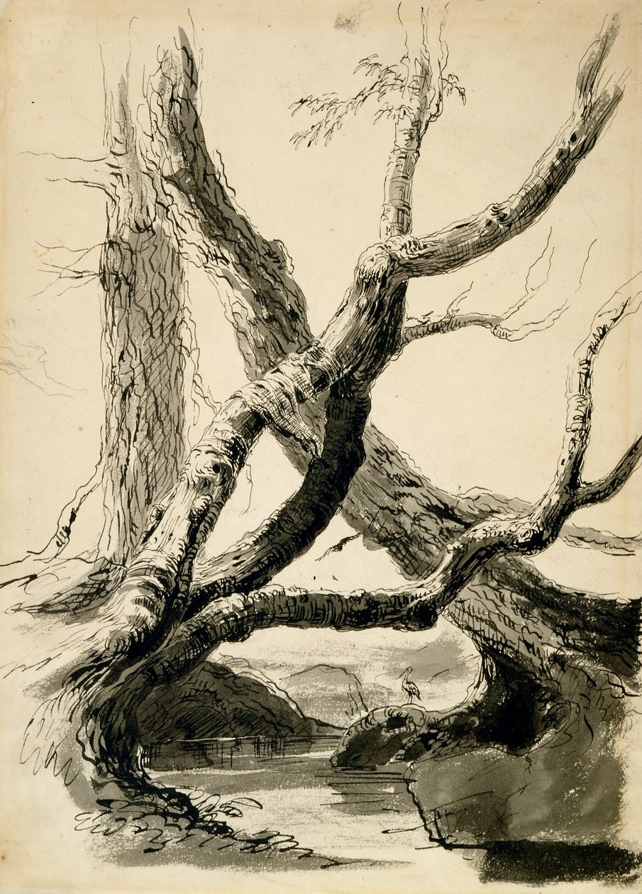 Boceto de troncos de árboles, c.1825-40 de Thomas Cole