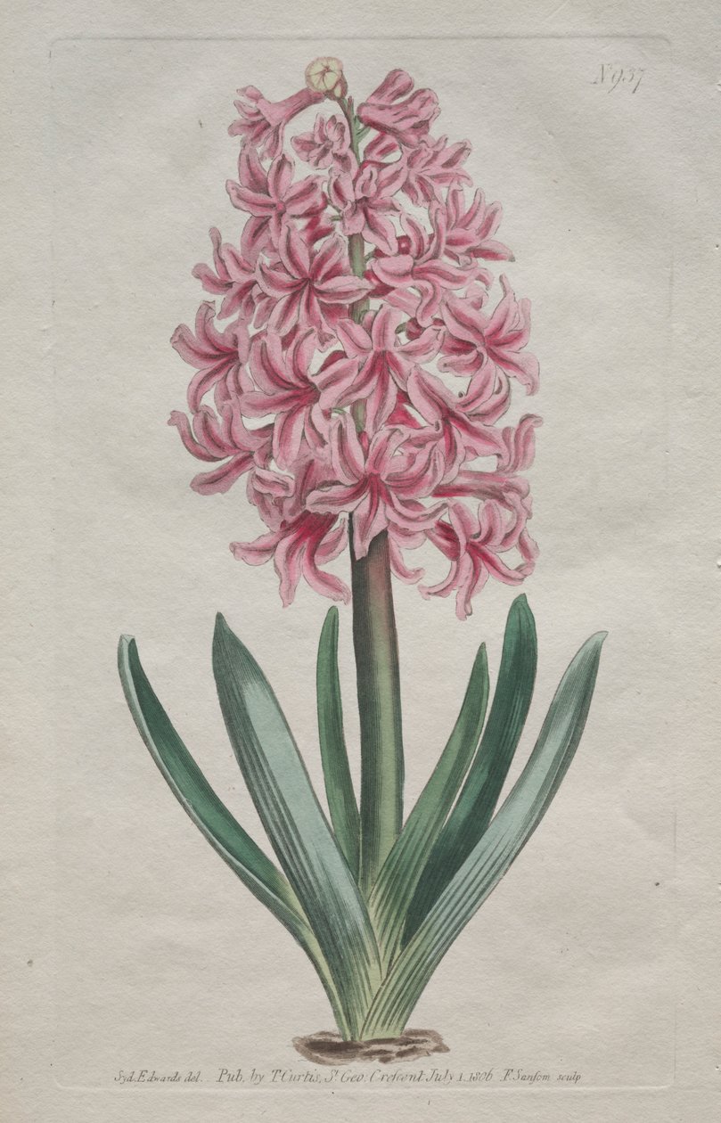 La revista botánica o el jardín de flores exhibido: Jacinto de jardín de Thomas Curtis