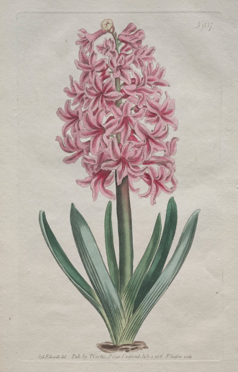 La Revista Botánica o Jardín de Flores Expuesto: Jacinto de Jardín de Thomas Curtis