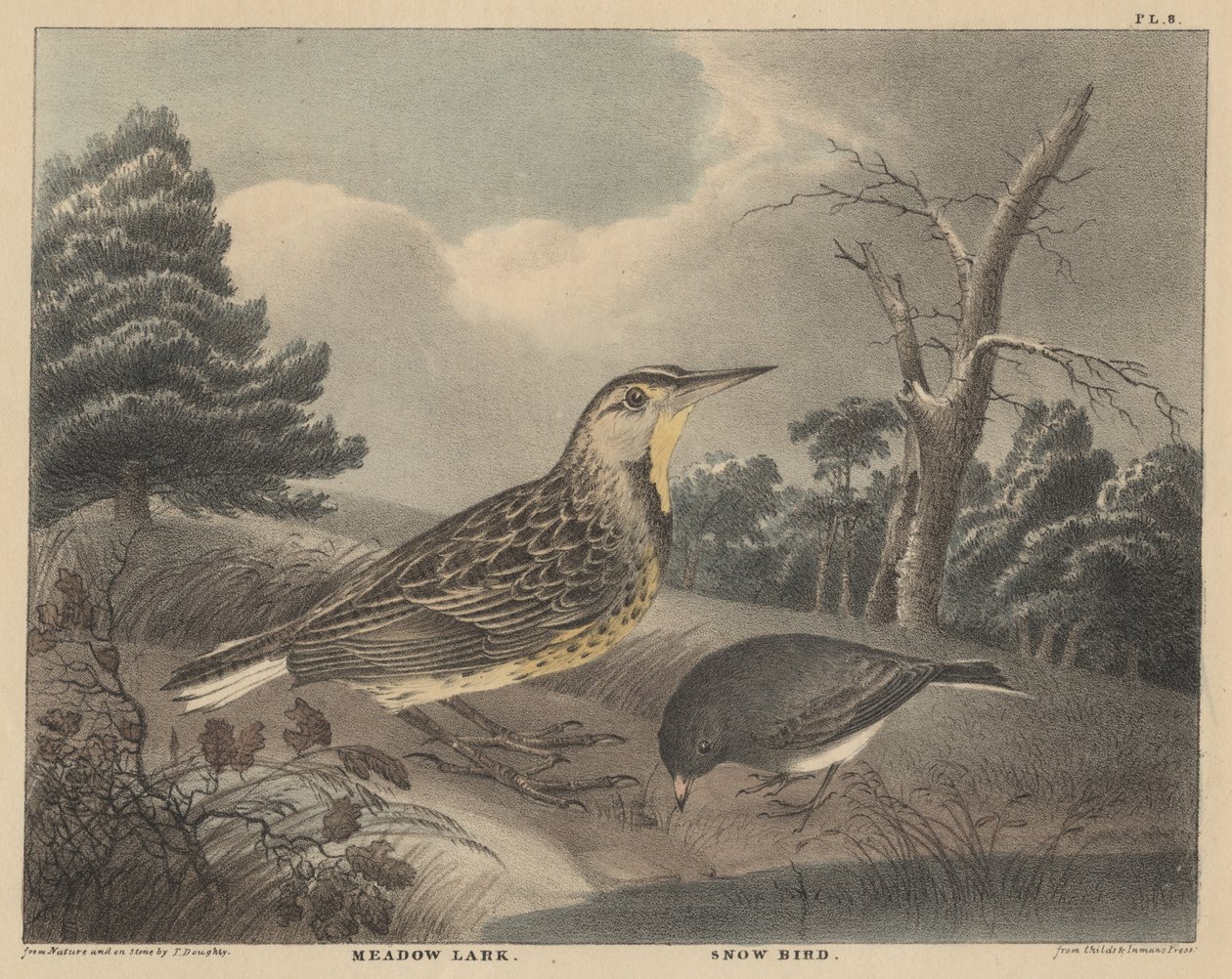 Alondra de pradera y pájaro de nieve, de 