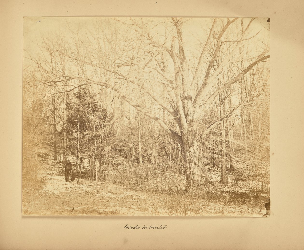 Bosques en invierno de Thomas E. Jevons