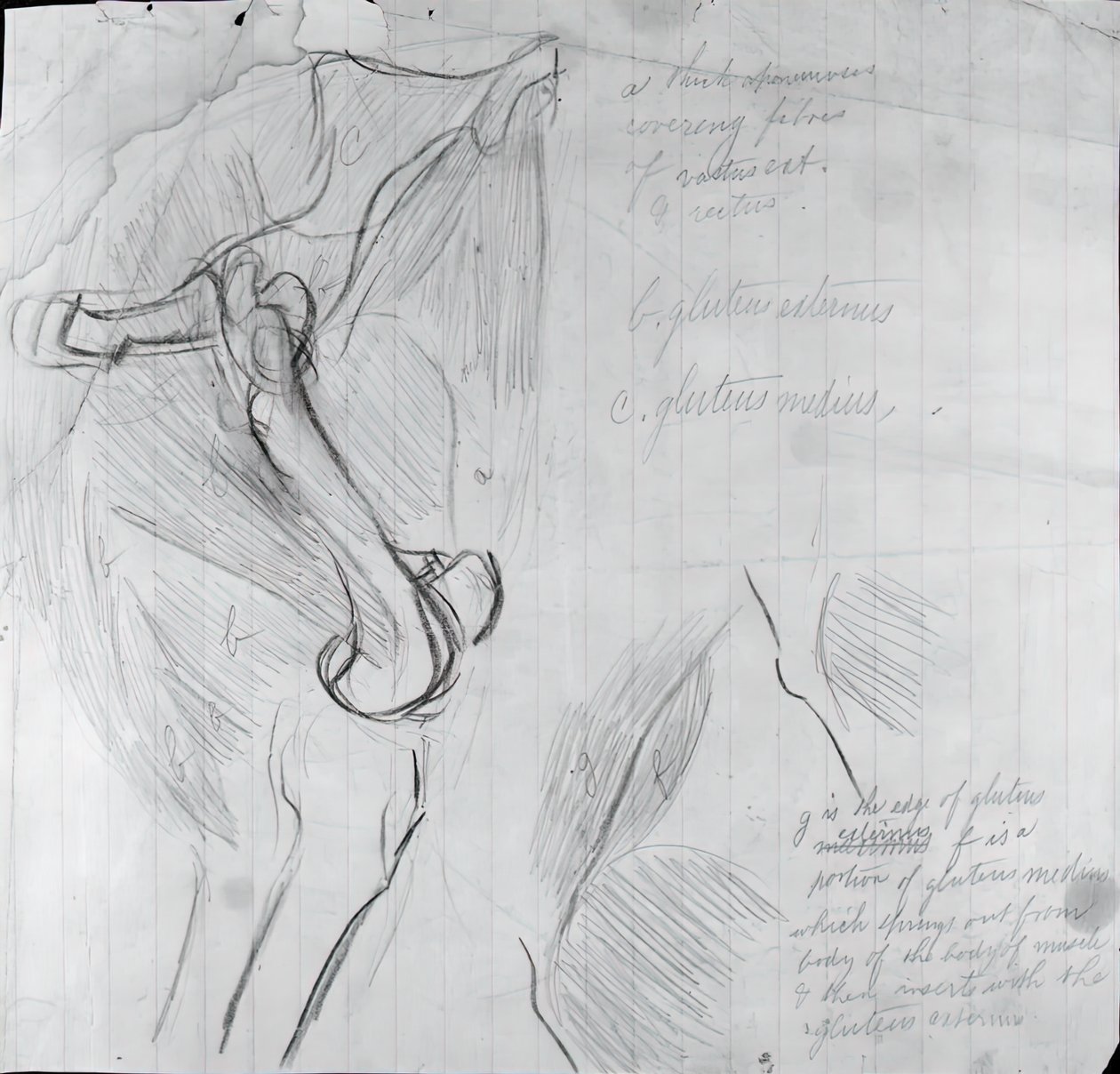 Dibujo anatómico de Thomas Eakins