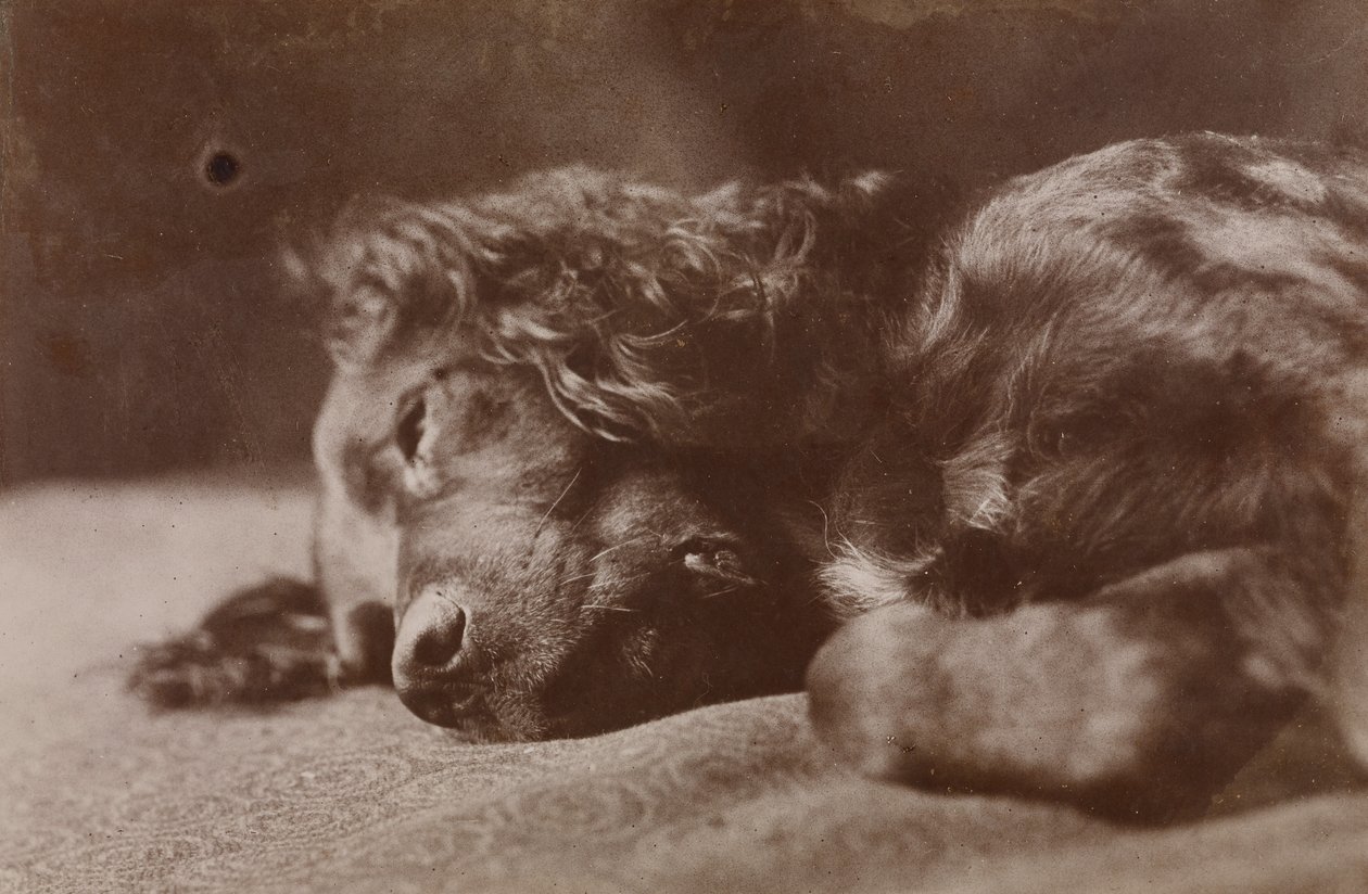 Boyce, retrato de un perro setter de Thomas Eakins