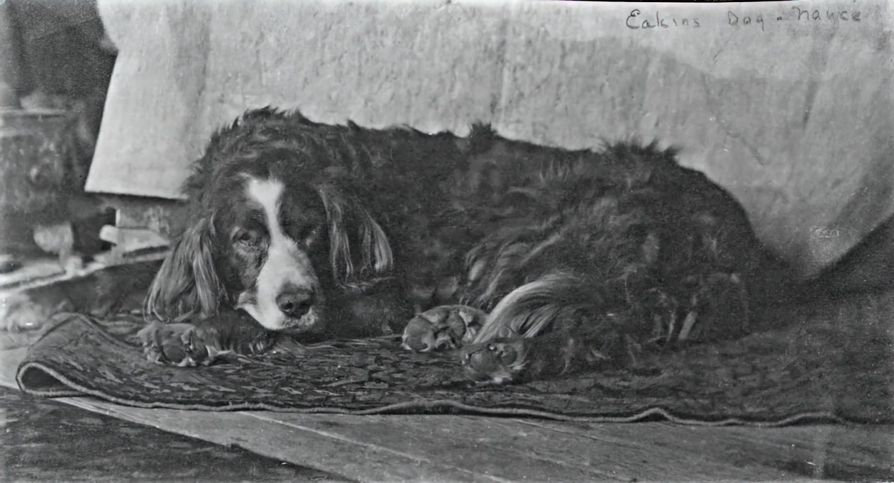 El perro de Eakins Harry, c. 1880-1890 de Thomas Eakins