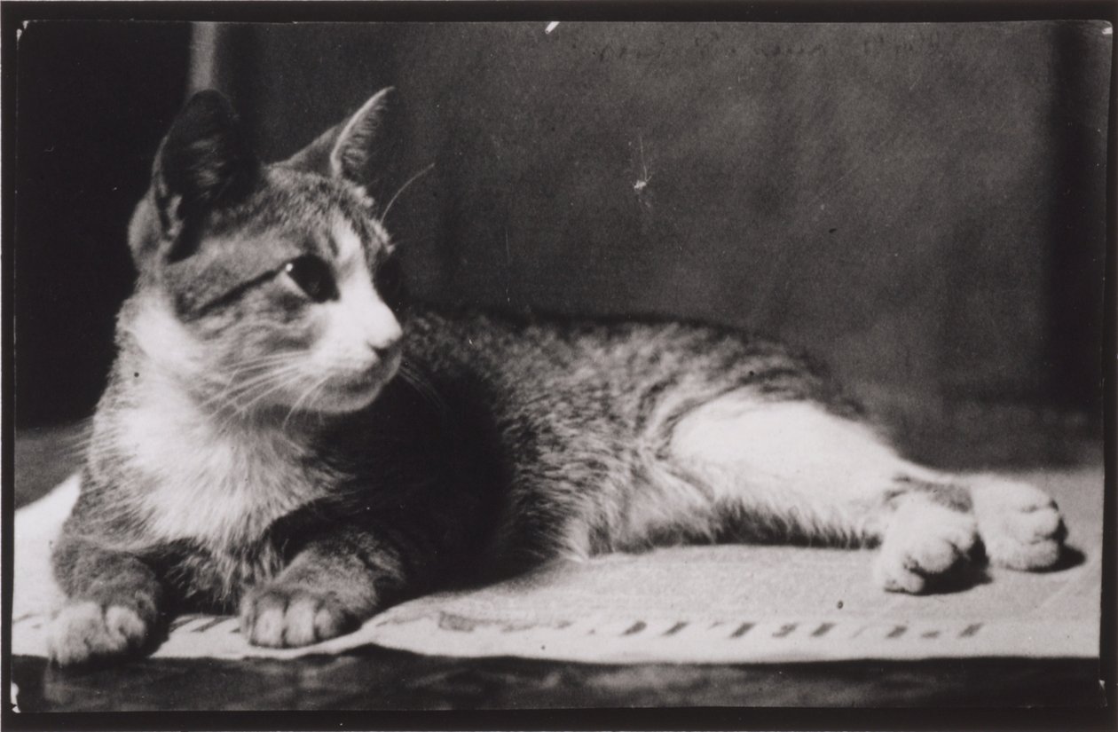 El gato de la Sra. Thomas Eakins de Thomas Eakins