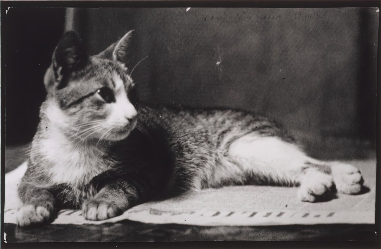 El gato de la Sra. Thomas Eakins, c. 1880-1890 de Thomas Eakins