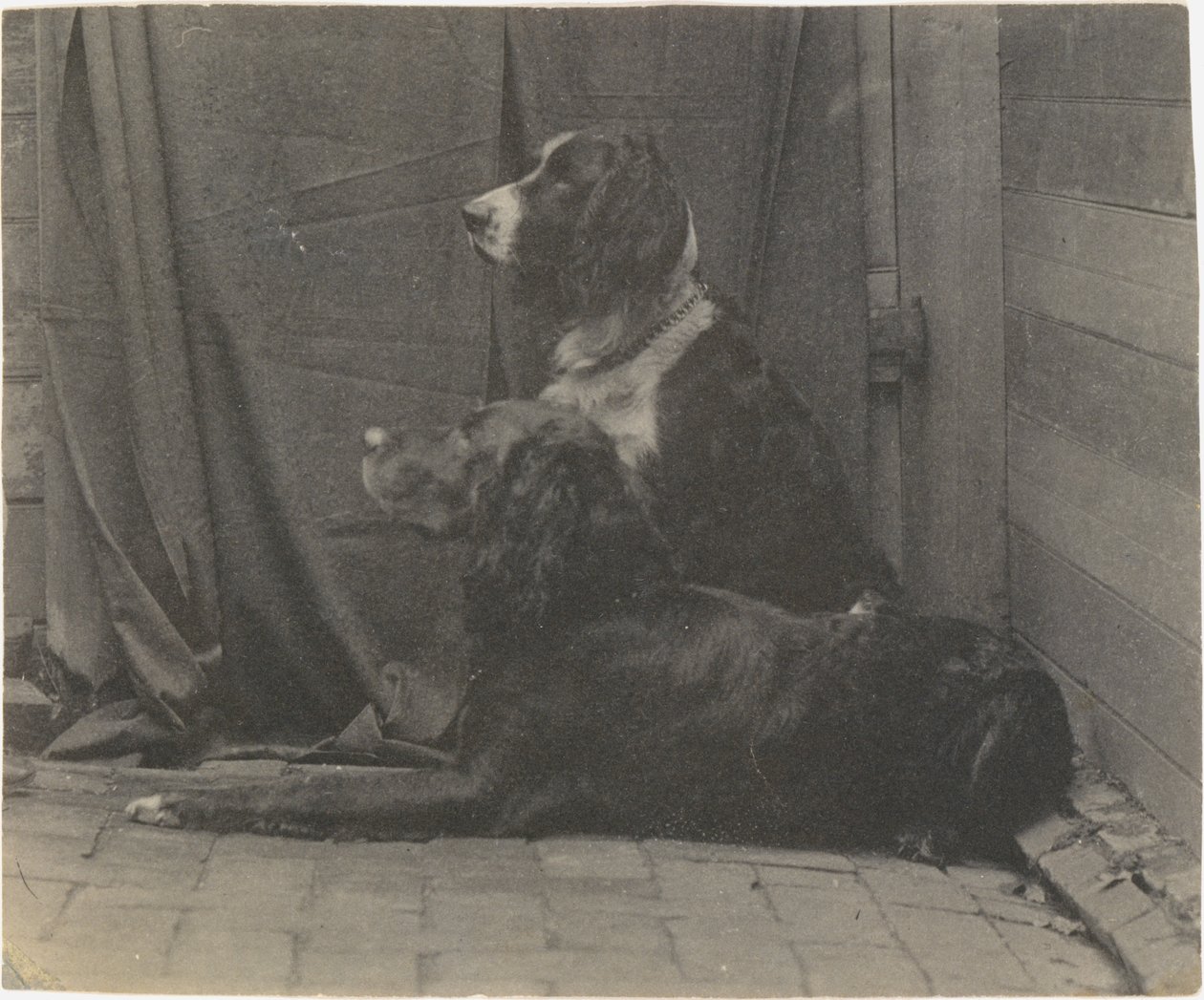 [El perro Harry de Thomas Eakins y otro setter], 1880s de Thomas Eakins