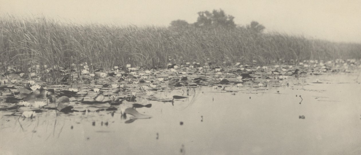 Nenúfares,1886 (foto) de Thomas Frederick Goodall
