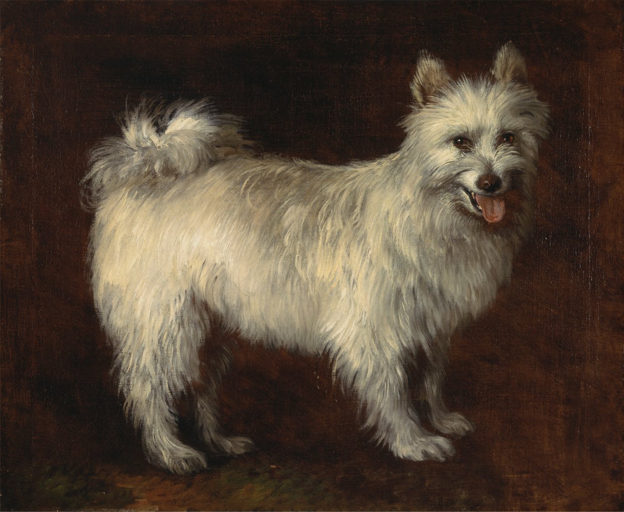 Perro Spitz de Thomas Gainsborough RA