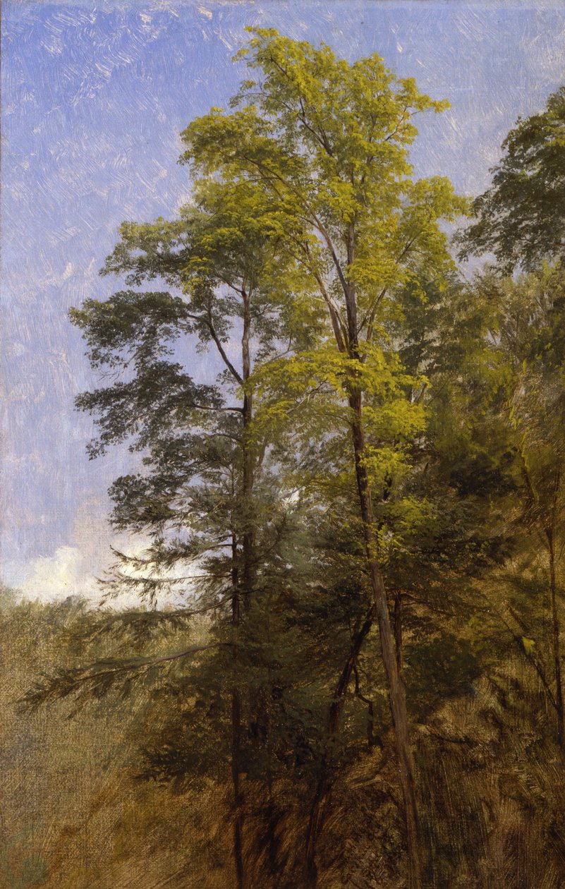 Estudio del árbol, Catskill Clove, N.Y. de Thomas Hiram Hotchkiss