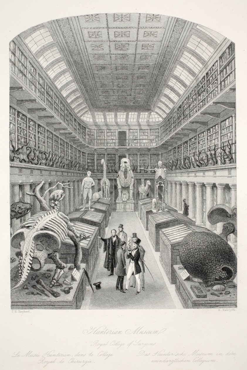 Museo Hunterian, Colegio Real de Cirujanos, de 